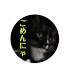 保護猫おはぎbyオハナビーズ（個別スタンプ：11）