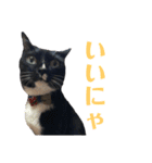 保護猫おはぎbyオハナビーズ（個別スタンプ：12）