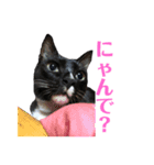 保護猫おはぎbyオハナビーズ（個別スタンプ：13）