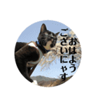 保護猫おはぎbyオハナビーズ（個別スタンプ：14）