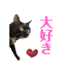 保護猫おはぎbyオハナビーズ（個別スタンプ：15）