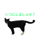 保護猫おはぎbyオハナビーズ（個別スタンプ：16）