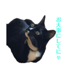 保護猫おはぎbyオハナビーズ（個別スタンプ：18）