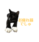 保護猫おはぎbyオハナビーズ（個別スタンプ：19）