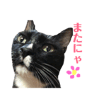 保護猫おはぎbyオハナビーズ（個別スタンプ：20）