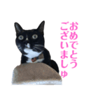 保護猫おはぎbyオハナビーズ（個別スタンプ：21）
