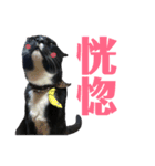 保護猫おはぎbyオハナビーズ（個別スタンプ：22）