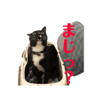 保護猫おはぎbyオハナビーズ（個別スタンプ：23）