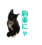 保護猫おはぎbyオハナビーズ（個別スタンプ：24）