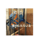 吹雪丸の日常（個別スタンプ：1）