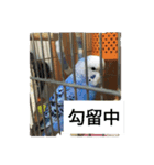 吹雪丸の日常（個別スタンプ：6）