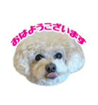 うめの友達★茶茶★（個別スタンプ：1）