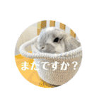 うさぎ(ホーランドロップ)日常会話スタンプ（個別スタンプ：6）
