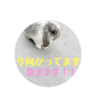 うさぎ(ホーランドロップ)日常会話スタンプ（個別スタンプ：8）