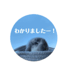 うさぎ(ホーランドロップ)日常会話スタンプ（個別スタンプ：11）