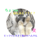うさぎ(ホーランドロップ)日常会話スタンプ（個別スタンプ：15）