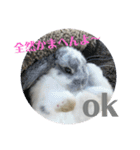 うさぎ(ホーランドロップ)日常会話スタンプ（個別スタンプ：16）