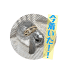 うさぎ(ホーランドロップ)日常会話スタンプ（個別スタンプ：20）