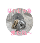 うさぎ(ホーランドロップ)日常会話スタンプ（個別スタンプ：22）