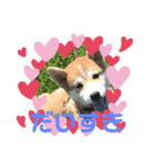 大好きハレ(U˙ꈊ˙U)❤（個別スタンプ：1）