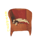 パピヨンのドイリーくん（個別スタンプ：1）