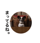 パピヨンのドイリーくん（個別スタンプ：3）