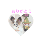 パピヨンのドイリーくん（個別スタンプ：5）
