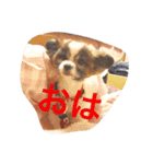 パピヨンのドイリーくん（個別スタンプ：9）