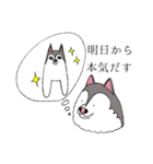 太っちょハスキー（個別スタンプ：8）