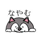太っちょハスキー（個別スタンプ：33）