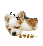 Tom＆Maro①（個別スタンプ：8）