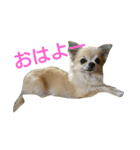 チワワのさらちゃん（個別スタンプ：1）