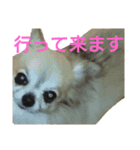 チワワのさらちゃん（個別スタンプ：2）