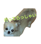 チワワのさらちゃん（個別スタンプ：3）