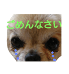 チワワのさらちゃん（個別スタンプ：6）