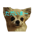 チワワのさらちゃん（個別スタンプ：7）
