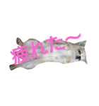 チワワのさらちゃん（個別スタンプ：8）
