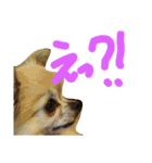 チワワのさらちゃん（個別スタンプ：9）