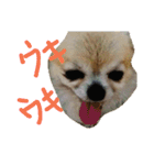 チワワのさらちゃん（個別スタンプ：12）