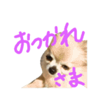 チワワのさらちゃん（個別スタンプ：16）