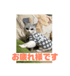 ぽぽちゃん挨拶（個別スタンプ：1）