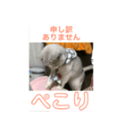 ぽぽちゃん挨拶（個別スタンプ：2）
