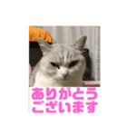 ぽぽちゃん挨拶（個別スタンプ：3）