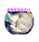 ぽぽちゃん挨拶（個別スタンプ：4）