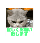 ぽぽちゃん挨拶（個別スタンプ：6）