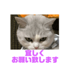ぽぽちゃん挨拶（個別スタンプ：7）