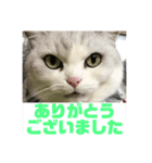 ぽぽちゃん挨拶（個別スタンプ：8）