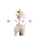 双子にゃんこの日常（個別スタンプ：1）