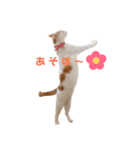 双子にゃんこの日常（個別スタンプ：3）