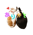 双子にゃんこの日常（個別スタンプ：5）